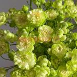 Эклер (Eclaire)