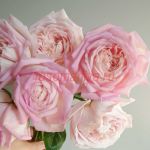 Эмезин Грэйс (Amazing Grace)