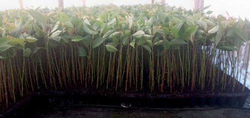 ВСЛ-2 подвой