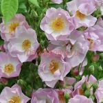 Эппл Блоссом (Apple Blossom)