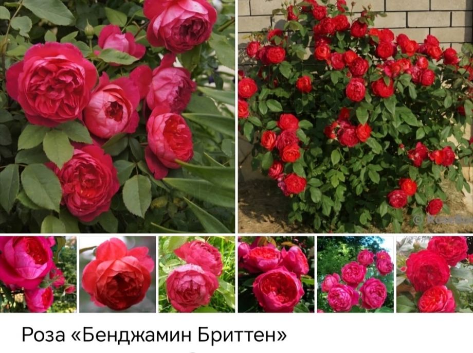 Бенджамин Бриттен