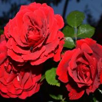 Амадэус (Amadeus) 2 сорт