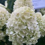Гортензия метельчатая Гарденлайт Брайтлайт