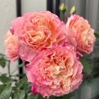 Аугуста Луиза (Augusta Luise) 2 сорт