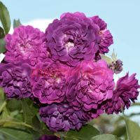 Блу Мажента (Bleu Magenta) 2 сорт