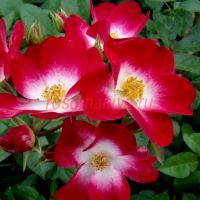 Букаву (Bukavu) 2 сорт