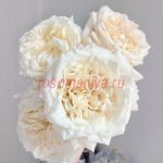 Вайт Эшли (White Ashley) 2 сорт