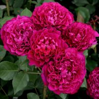 Вельвети Твайлайт (Velvety Twilight) 2 сорт