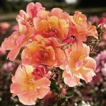 Джаз (Jazzz) 2 сорт