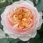 Джульет (Juliet) 2 сорт