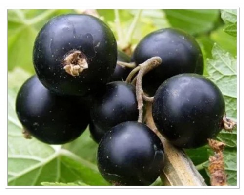 Смородина черная Императорская