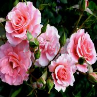 Дреам Уивер (Dream Weaver) 2 сорт