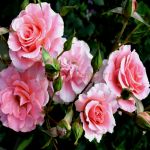 Дреам Уивер (Dream Weaver) 2 сорт