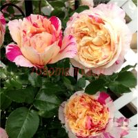 Жюли Андриё (Julie Andrieu) 2 сорт