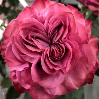 Кантри Блюз (Country Blues) 2 сорт