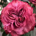 Кантри Блюз (Country Blues) 2 сорт