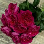 Кейт (Kate) 2 сорт