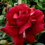 Кинг Артур (King Arthur) 2 сорт