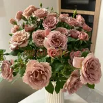 Коко Локо (Koko Loko) 2 сорт