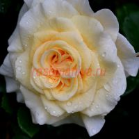 Комтэсса (Comtessa) 2 сорт