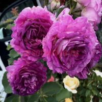 Лавендер Краш (Lavender Crush) 2 сорт