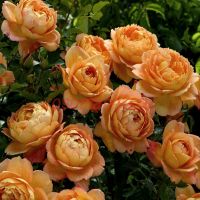 Леди оф Шалот (Lady of Shalott) 2 сорт