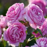 Лилак Топаз (Lilac Topaz) 2 сорт