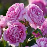 Лилак Топаз (Lilac Topaz) 2 сорт