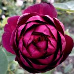 Майо (Mayo) 2 сорт