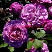 Маджента (Magenta) 2 сорт