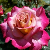 Мишель Друкер (Michel Drucker) 2 сорт