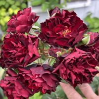 Неви Леди (Navy Lady) 2 сорт