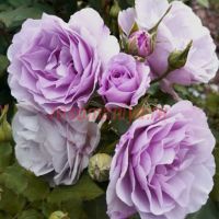 Парблю (Parbleu) 2 сорт