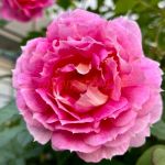 Пенелопа (Pеnelopeia) 2 сорт