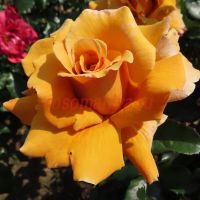 Перфект Джентельмен (Perfect Gentleman) 2 сорт