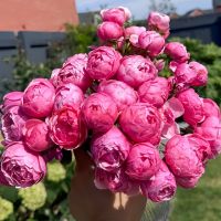 Помпонелла (Pomponella) 2 сорт