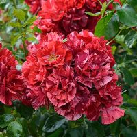 Рейн де ла Нюи (Reine de la Nuit) 2 сорт