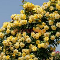 Римоза (Rimosa) 2 сорт