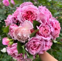 Роб а ля Франсуаз (Robe a la francaise) 2 сорт