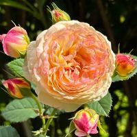 Розоман Жанон (Rosomane Janon) 2 сорт