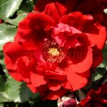 Ротэр Корсар (Roter Korsar) 2 сорт