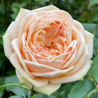 Свит Каталина (Sweet Catalina) 2 сорт