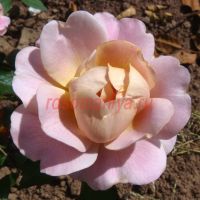 Сильвер Клод (Silver Cloud) 2 сорт