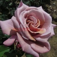 Симпли Джорджиус (Simply Gorgeous) 2 сорт