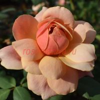 Сьёкл оф Лайф (Circle of Life) 2 сорт