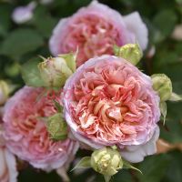 Траумери (Träumerei) 2 сорт