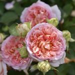 Траумери (Träumerei) 2 сорт