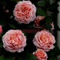 Френсис Блейз (Francis Blaise) 2 сорт