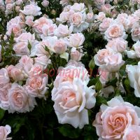 Чандос Бьюти (Chandos Beauty) 2 сорт