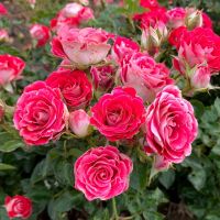 Шонэ Кобленцерин (Schöne Koblenzerin) 2 сорт